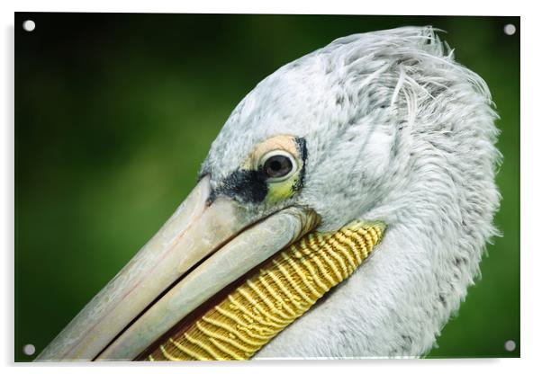 Majestic PinkBacked Pelican Acrylic by Simon Marlow