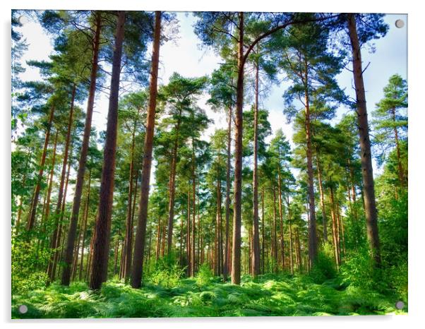 Vibrant Pine Forest Acrylic by Simon Marlow