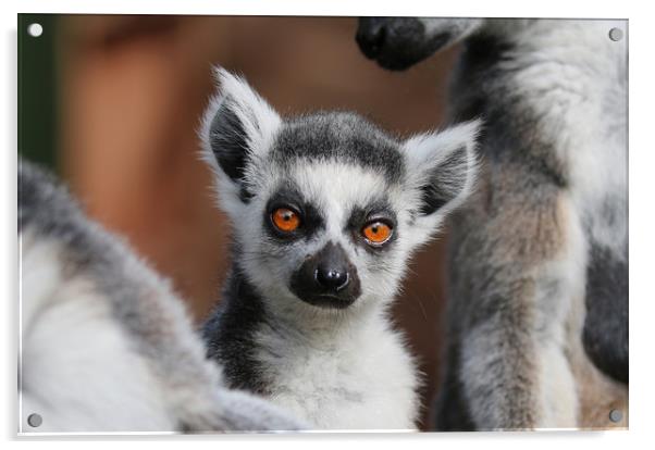 Young Ring Tailed Lemur between parents Acrylic by Simon Marlow