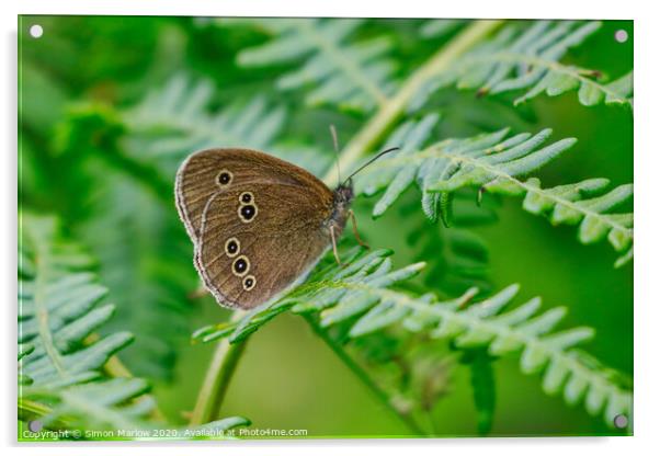 Meadow Brown Butterfly Acrylic by Simon Marlow