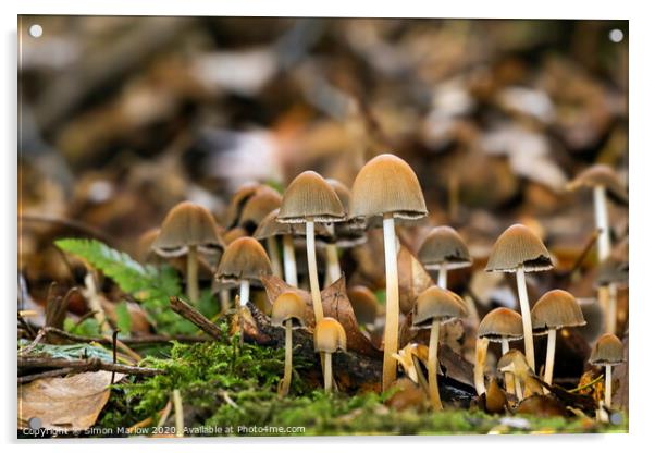 Enchanting Autumn Fungi Acrylic by Simon Marlow
