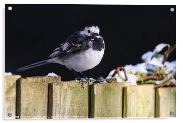 Pied Wagtail in the winter snow Acrylic by Simon Marlow