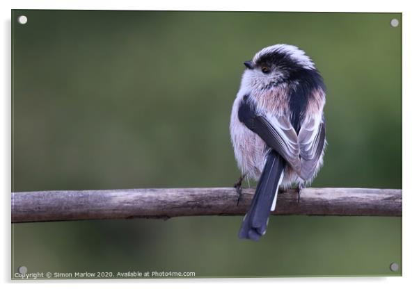 Long Tailed Tit sat on a branch Acrylic by Simon Marlow
