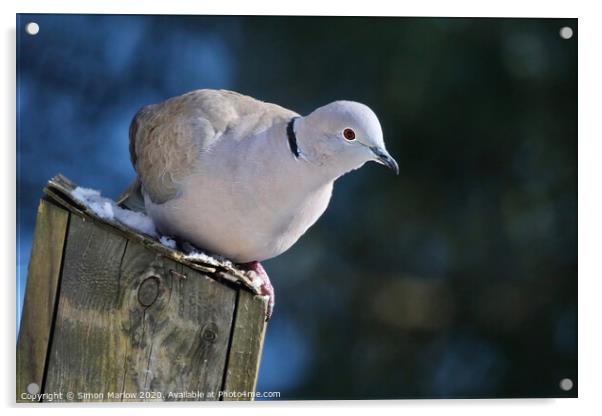 Serene Collared Dove on a Bird Box Acrylic by Simon Marlow