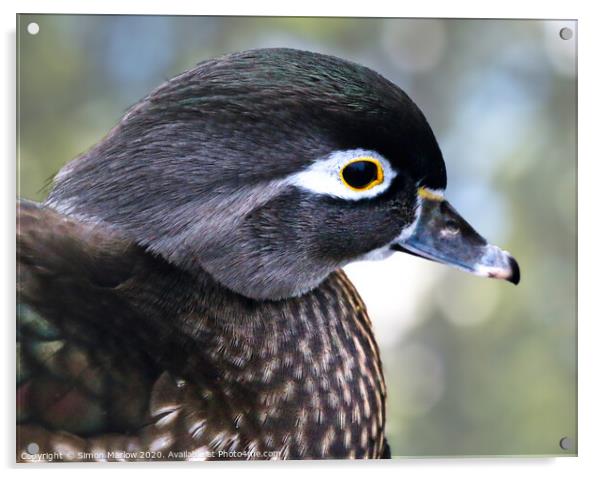 Close up of a Wood Duck Acrylic by Simon Marlow