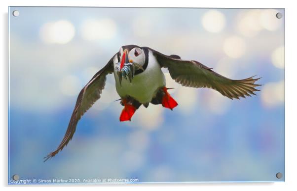 Atlantic Puffin in flight returning from the sea Acrylic by Simon Marlow