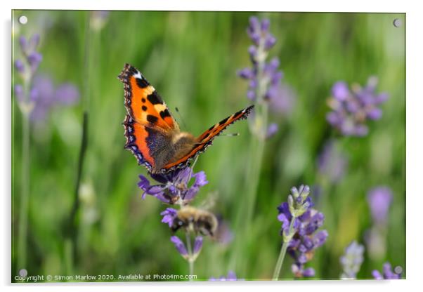 The Graceful Dance of a Tortoiseshell Butterfly Acrylic by Simon Marlow
