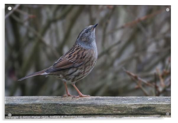 A posing Dunnock Acrylic by Simon Marlow