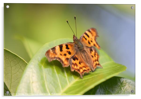 The Vivid Beauty of a Comma Butterfly Acrylic by Simon Marlow