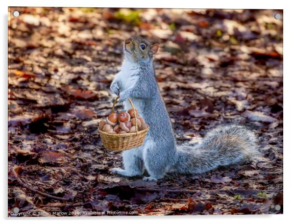 Grey Squirrel collecting acorns Acrylic by Simon Marlow