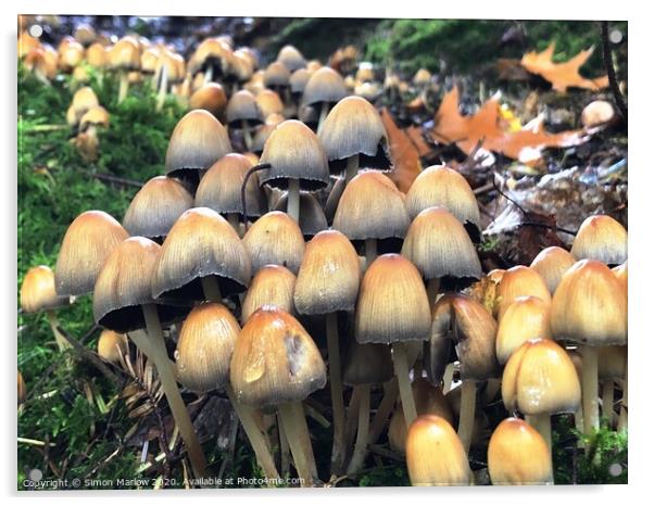 Autumn Fungi in the forest Acrylic by Simon Marlow