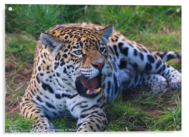 Majestic Jaguar Roars with Power Acrylic by Simon Marlow