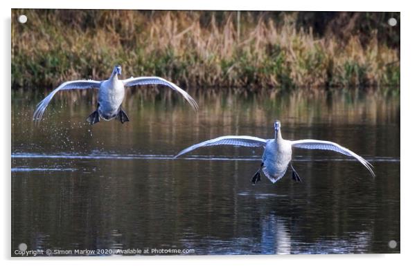 A pair of majestic Swans coming into land Acrylic by Simon Marlow