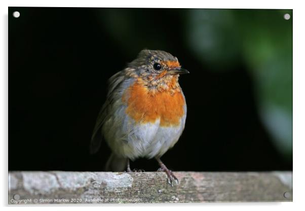 Young Robin sat on a tree branch Acrylic by Simon Marlow