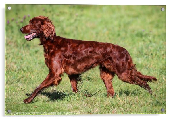 Beautiful side view of a Red Setter running Acrylic by Simon Marlow