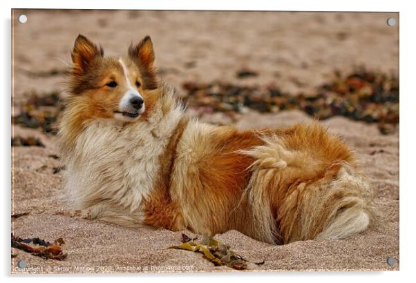 Rough Collie relaxing at the beach Acrylic by Simon Marlow