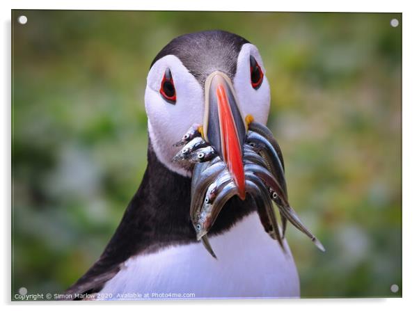 Atlantic Puffin returning with Sandeels Acrylic by Simon Marlow