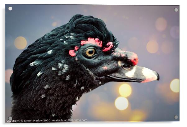 Majestic Muscovy Duck Acrylic by Simon Marlow