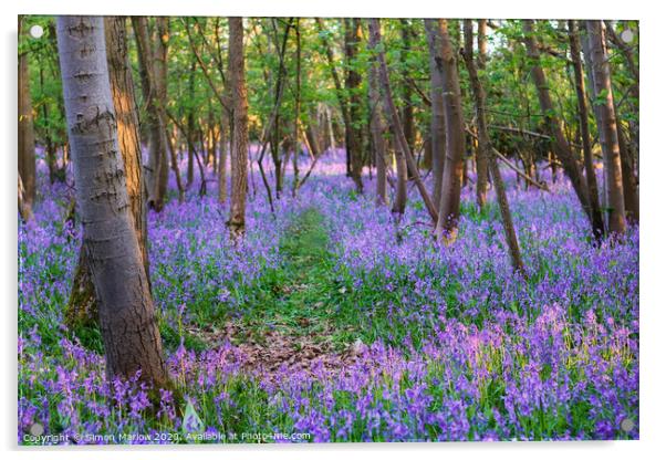 A walk through a Bluebell forest Acrylic by Simon Marlow