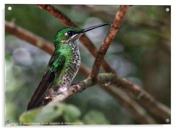 Hummingbird Acrylic by Simon Marlow