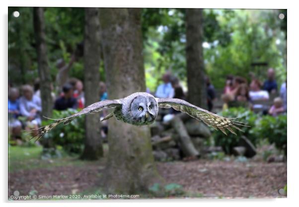 Great Grey Owl Acrylic by Simon Marlow