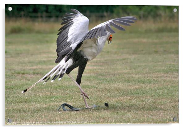 The spectacular Secretary Bird Acrylic by Simon Marlow