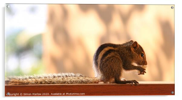 Furry FiveStriped Squirrel Feasting in Sri Lanka Acrylic by Simon Marlow