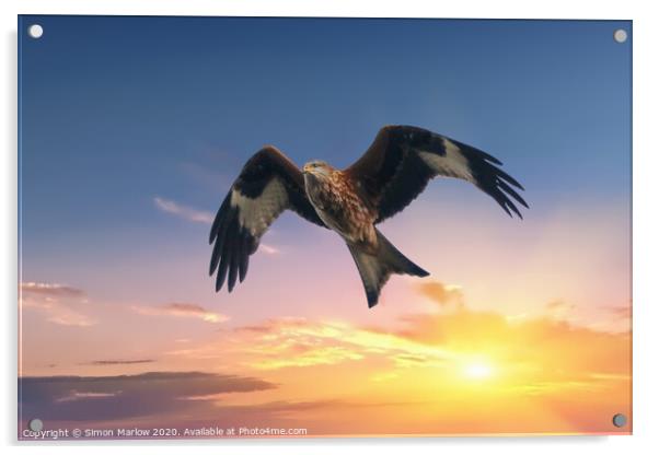 Red Kite against a sunset background Acrylic by Simon Marlow