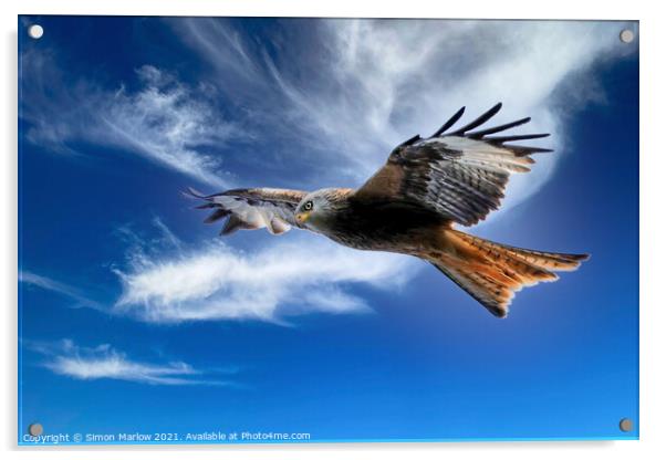 Majestic Red Kite Soaring Freely Acrylic by Simon Marlow