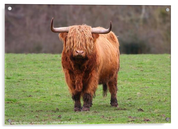 Highland Cow Acrylic by Simon Marlow