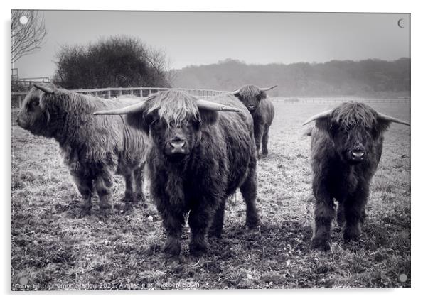 Longhorn cattle in a field Acrylic by Simon Marlow