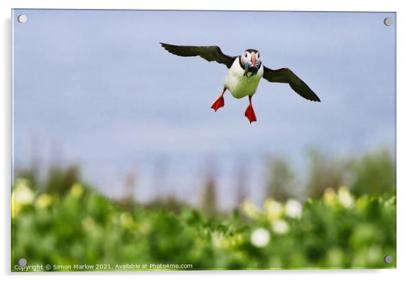 Puffin coming into land with food Acrylic by Simon Marlow