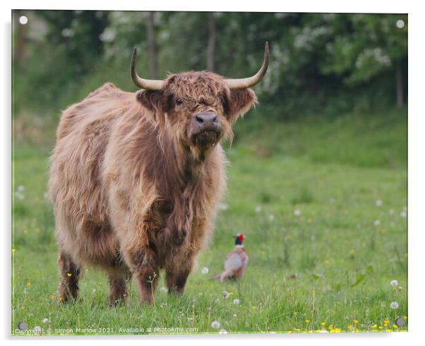 Highland Cow in a green field with a Pheasant Acrylic by Simon Marlow