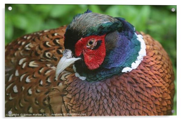 Majestic Pheasant in Flight Acrylic by Simon Marlow