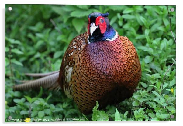 Majestic Pheasant Acrylic by Simon Marlow