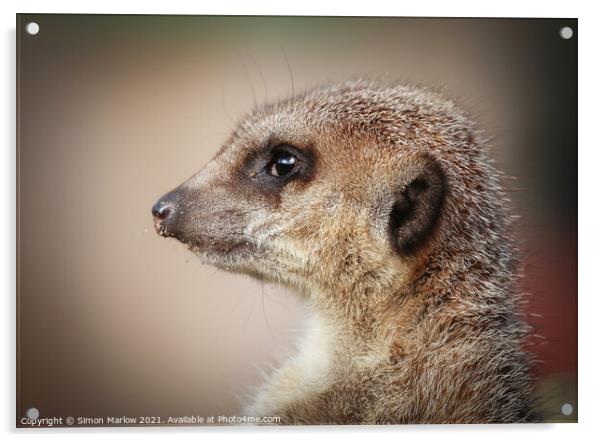 Meerkat on the lookout Acrylic by Simon Marlow