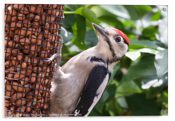 Woodpecker Acrylic by Simon Marlow