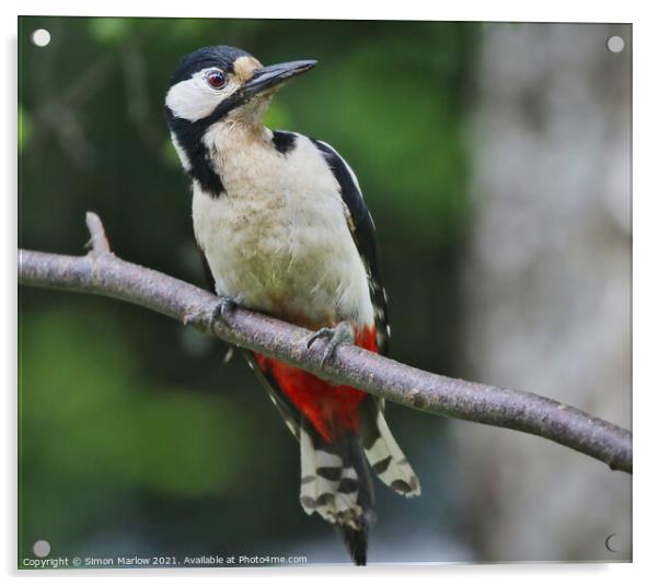 Woodpecker Acrylic by Simon Marlow