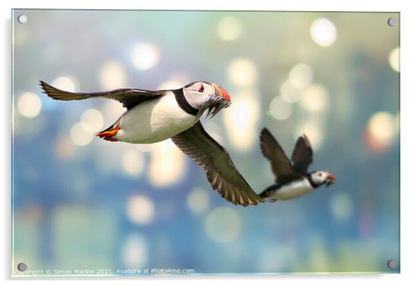 Colourful Atlantic Puffin in Flight Acrylic by Simon Marlow