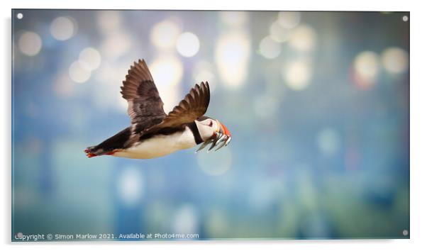 Atlantic puffin in flight Acrylic by Simon Marlow