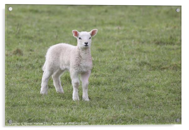 Spring Lamb Acrylic by Simon Marlow