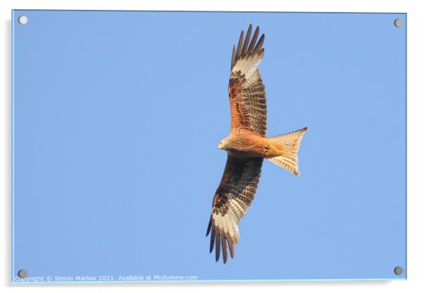 Majestic Red Kite Soaring Acrylic by Simon Marlow