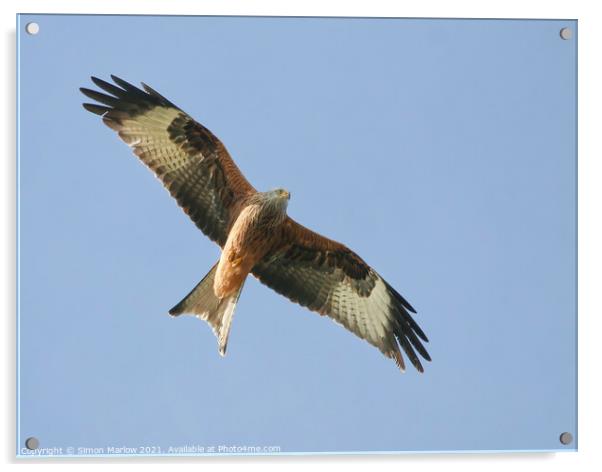 Majestic Red Kite Soaring High Acrylic by Simon Marlow