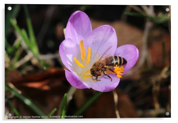 Bee on a spring Flower Acrylic by Simon Marlow