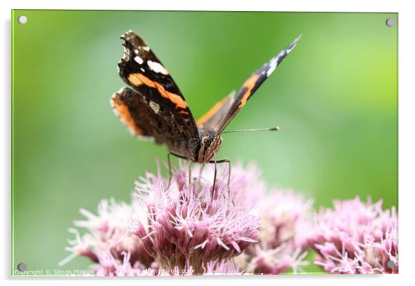 Red Admiral Butterfly Acrylic by Simon Marlow