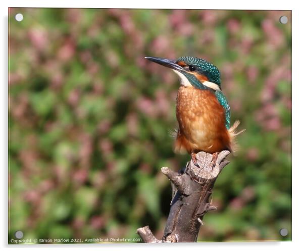 Kingfisher Acrylic by Simon Marlow