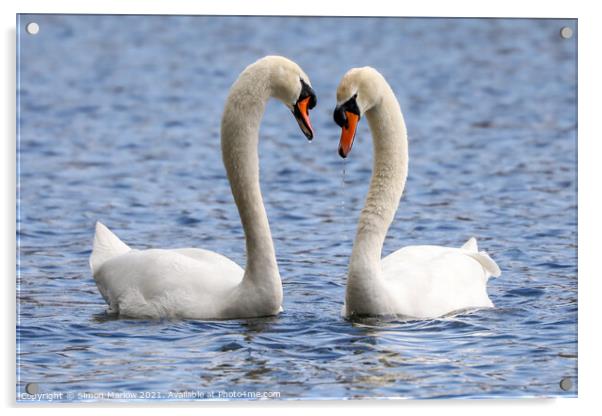 Swans Courting Acrylic by Simon Marlow