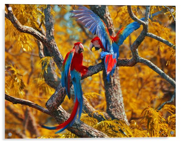 Red-and-green Macaw Couple Acrylic by Brutty Fontana