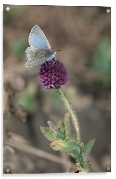Butterfly (Lycaenidae). Bandhavgarh National Park. Acrylic by Víctor Suárez Naranjo
