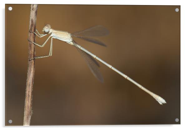 Dragonfly. Gir National Park. Gujarat. India. Acrylic by Víctor Suárez Naranjo